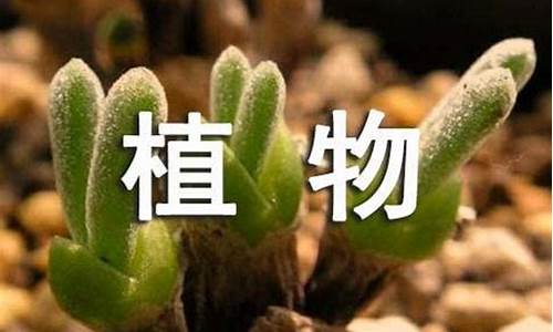 观察作文300字植物蒜苗_观察作文300